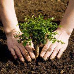Victor M. Landscaping Victor M. Landscaping